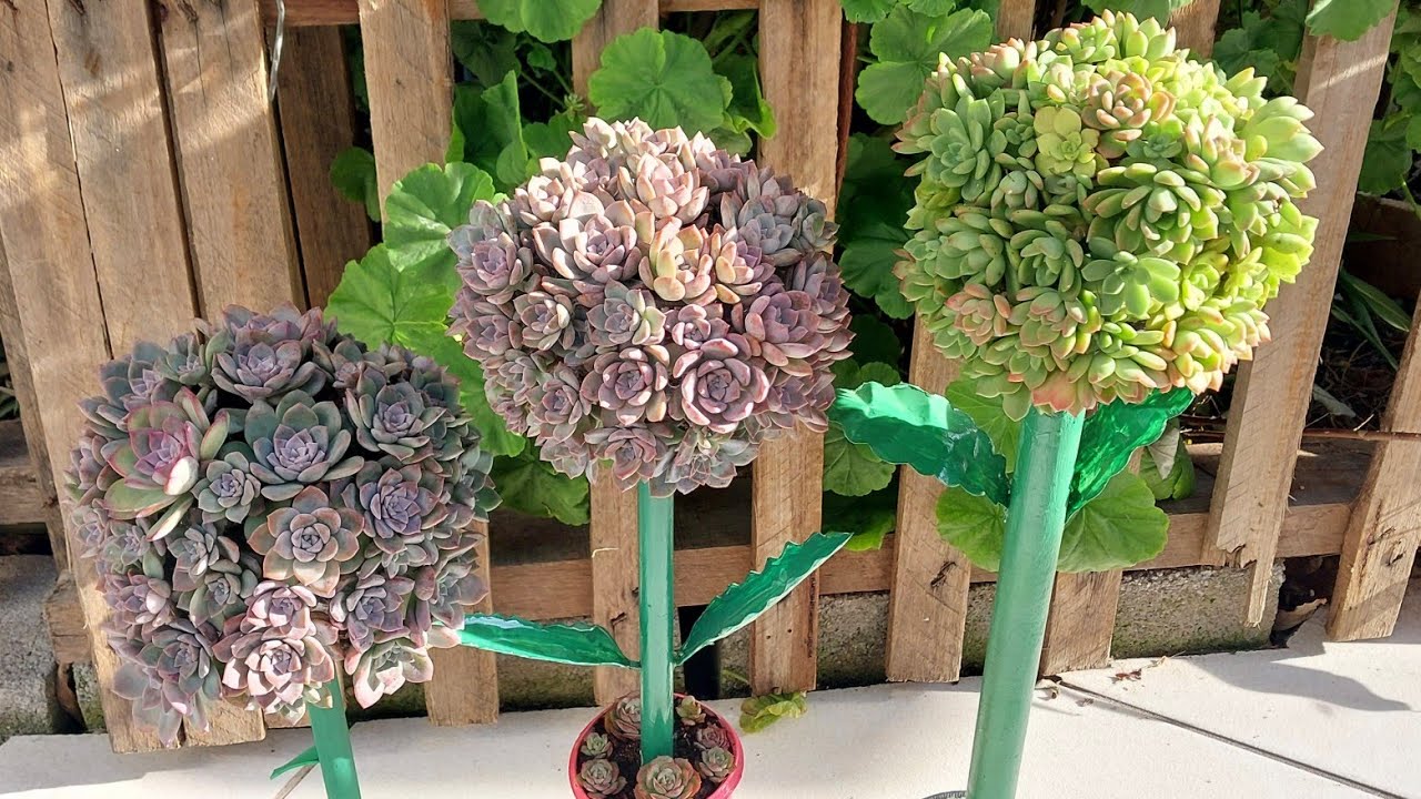 Como plantar SUCULENTAS  em forma de flor na garrafa pet. ♻️ para economizar espaço