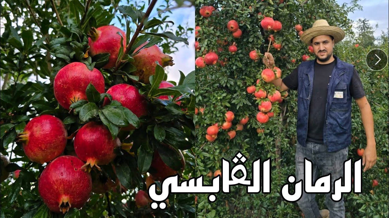 شاهد إنتاج فاكهة الرمان الڨابسي بعد ثلاث سنوات من الغرس  Pomegranate cultivation in Algeria