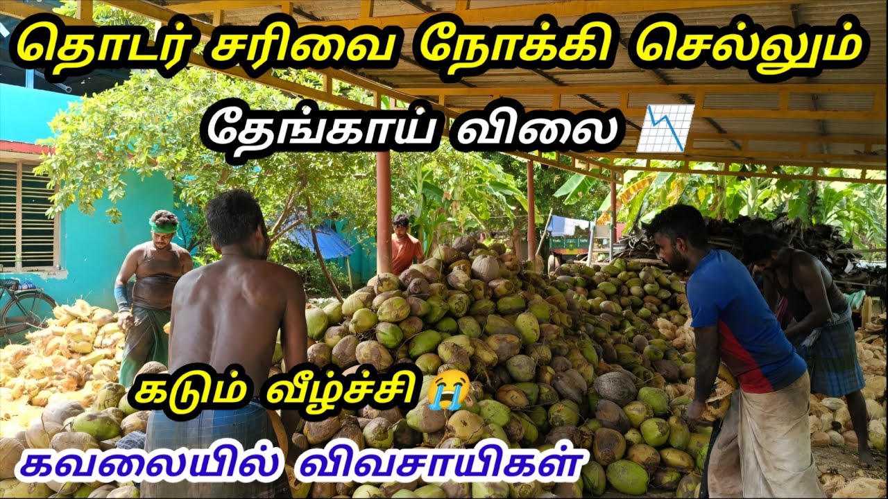 தொடர்ந்து சரியும் தேங்காய் விலை 📉 2026 | உண்மை காரணம்? | Coconut Business | Tamil