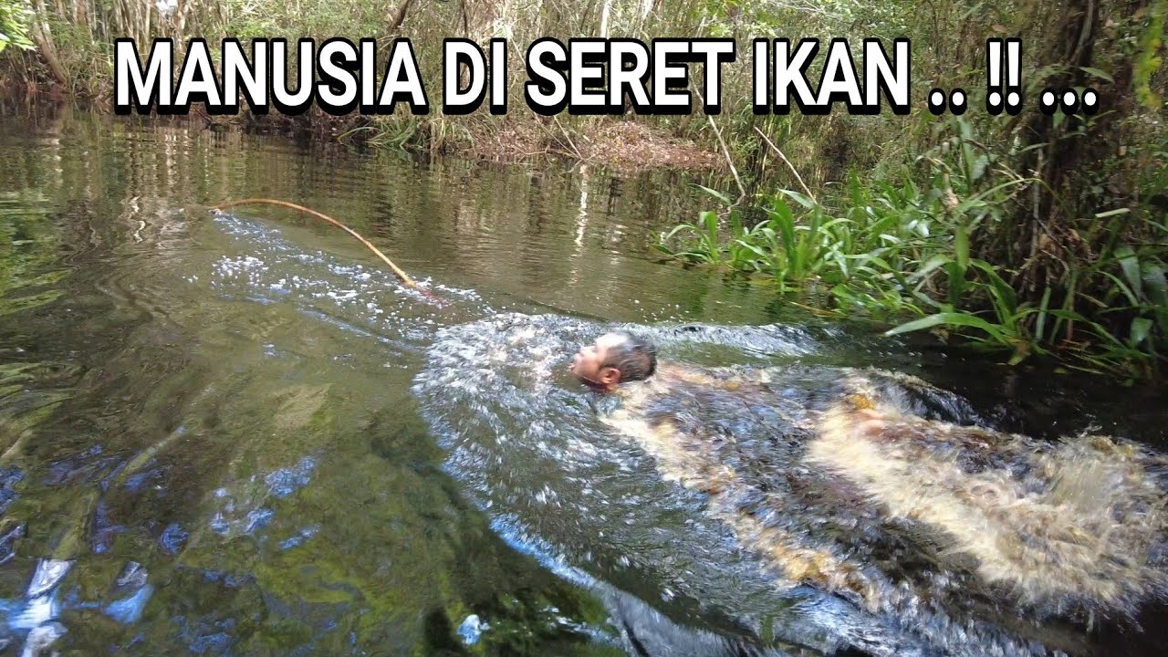 BERASA MENARIK ANAK GAJAH , REKOR BARU MANG DIMAN .. SEBESAR BAYI JERAPAH JUMBO .. !! .. 😰😰 ..