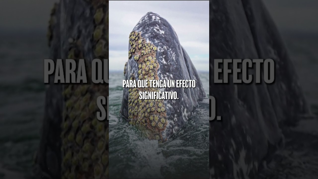 &iquest;Por qu&eacute; las ballenas grises est&aacute;n interactuando con humanos en embarcaciones?