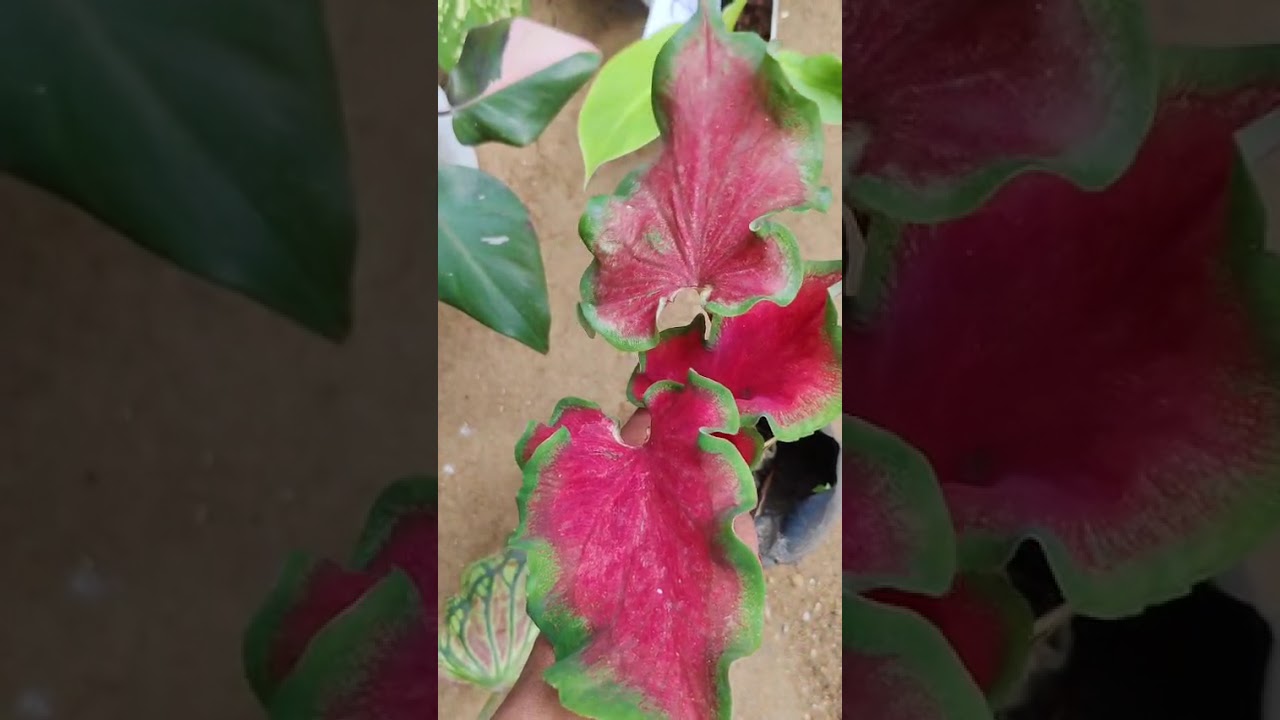 6 වෙනි ප්ලාන්ට් සේල් එකට ඉක්මනින් එකතුවෙන්න 0705818191