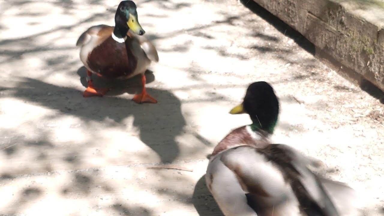 How Male Ducks Fight And Argue