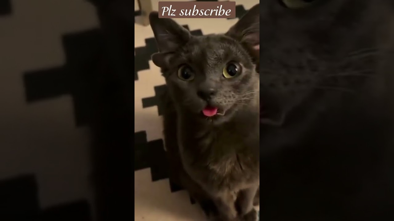 unique cat with four ears...