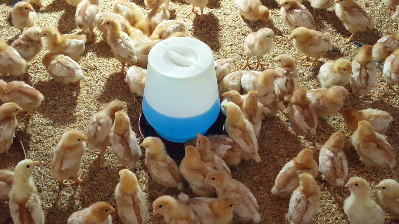 Cevac Gumbo L Vaccination  (Day10) - Good Land