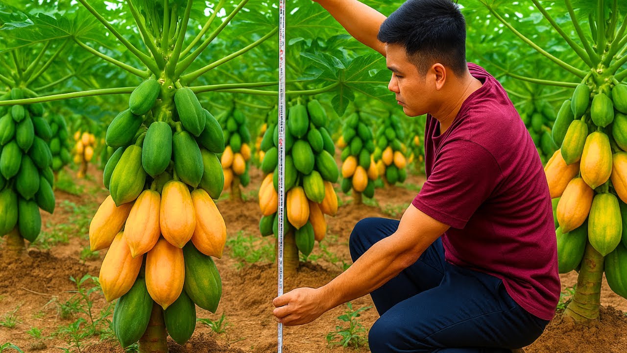 How I Grew Papaya at Home from a Ripe Fruit