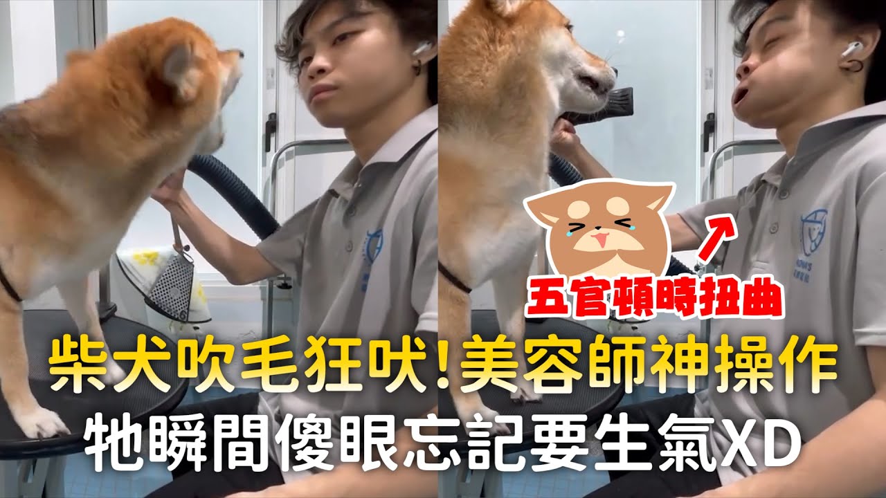 柴犬吹毛狂吠！美容師神操作　牠瞬間傻眼忘記要生氣XD