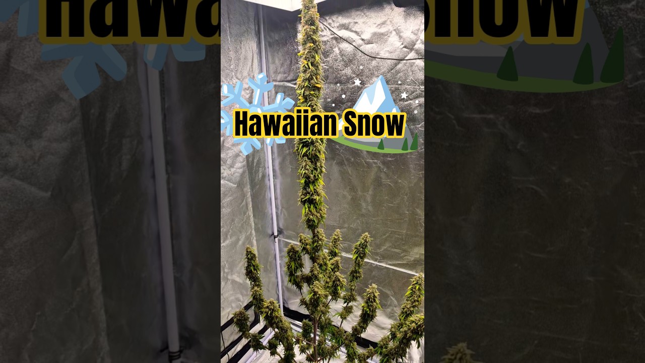 Hawiian Snow right before harvest