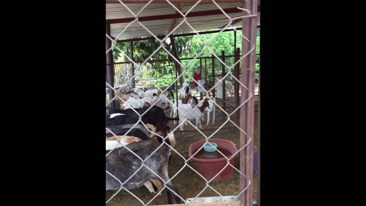 Alimentando cabras con pasto Maralfalfa y guaje molidos.