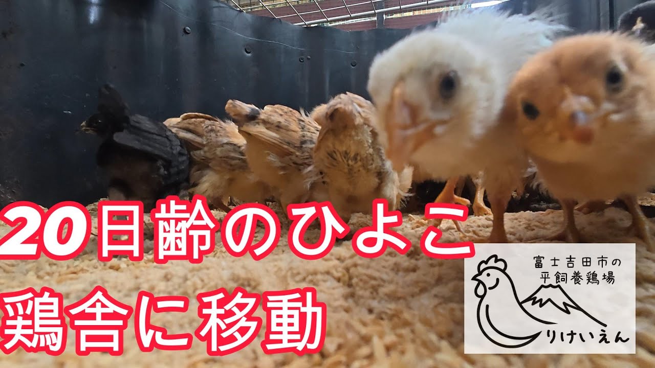 20日齢のひよこを鶏舎に移動、畔板を使った管理の工夫【解説動画】