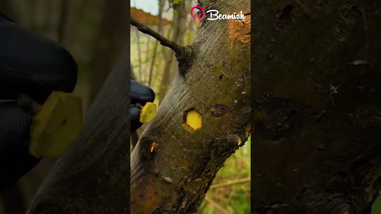 Spring tree grafting method 🌱 #easy #tree #grafting #trick