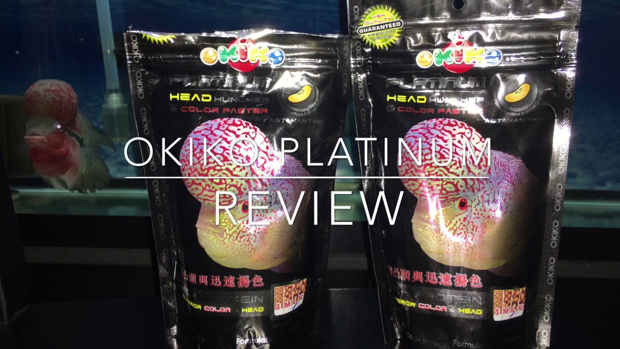 Flowerhorn Tips (OKIKO Platinum Review)