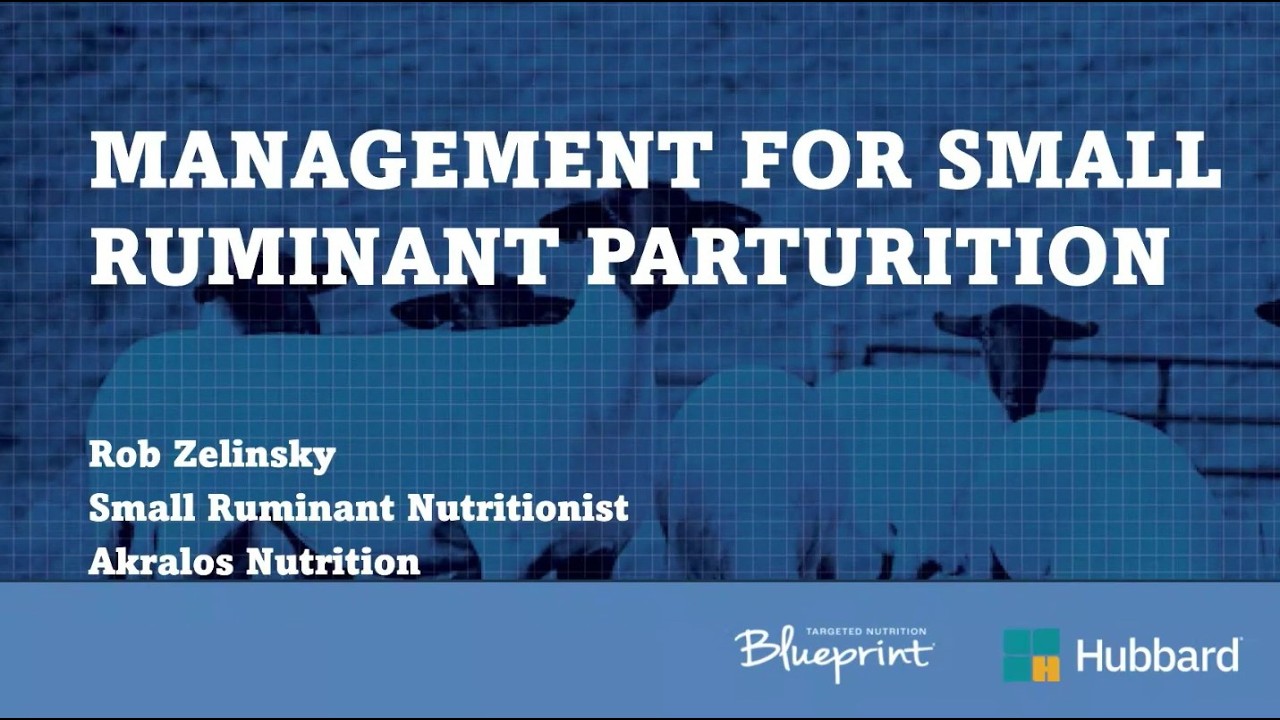CASH - Small Ruminant (Sheep & Goat) Feeding & Management