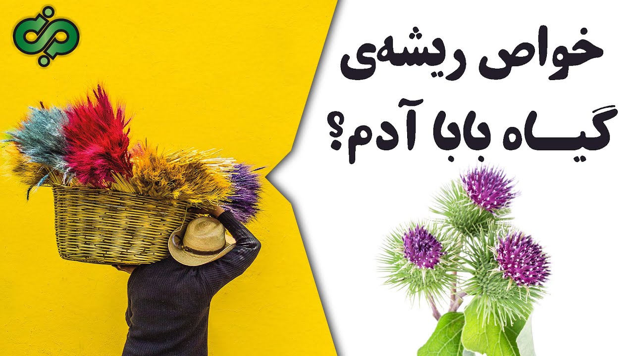 خواص اعجاب انگیز گیاه بابا آدم برای لاغری. لاغری# #laghari