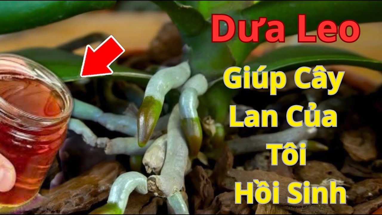 Forget fertilizers, this will help your orchids grow roots all year round