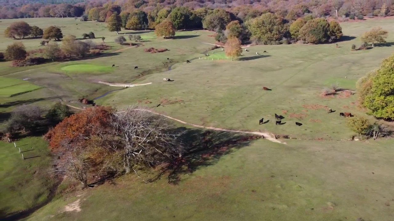New Forest National Park