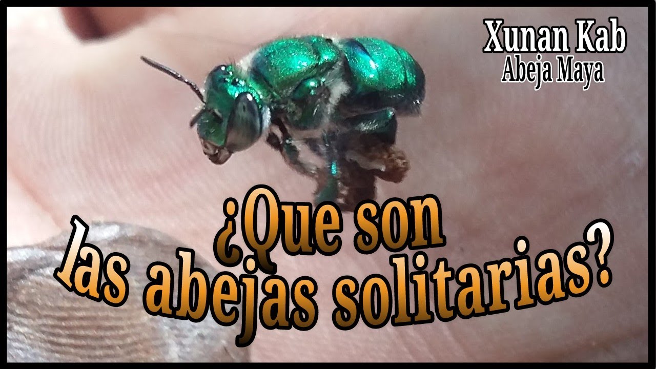 ¿Qué son las abejas solitarias?