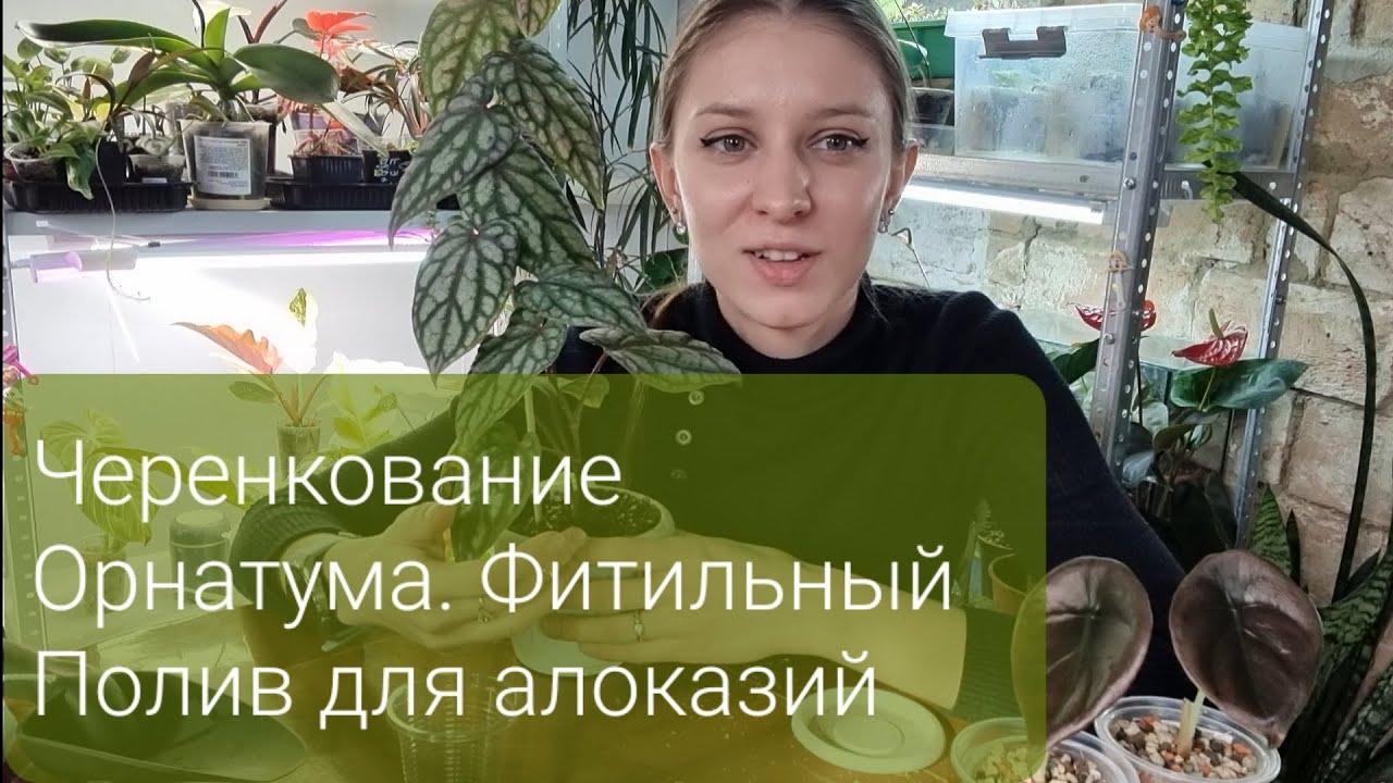 Фитильный Полив для алоказий. Черенкование Орнатума. Посадка черенков медузы