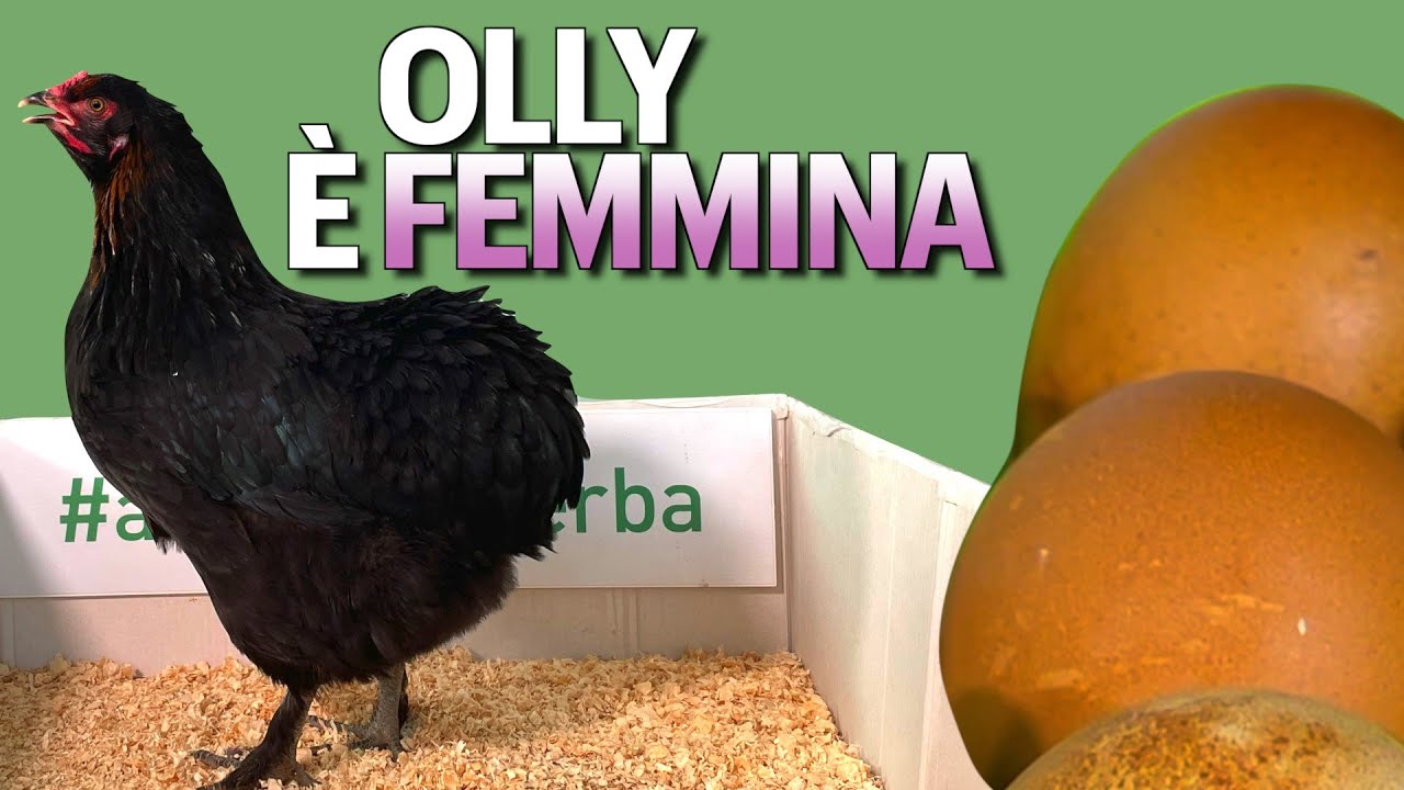 OLLY È FEMMINA: arrivano le prime uova di Olive Egger