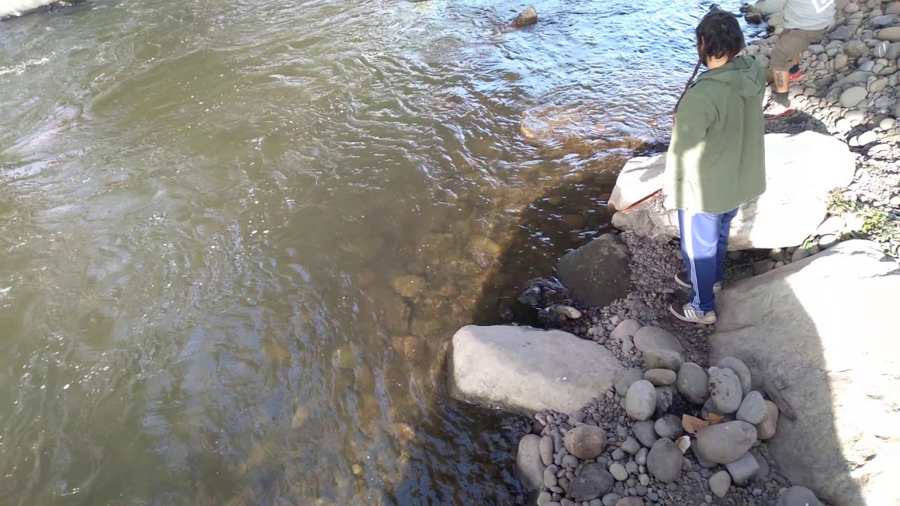 Truch&oacute;n Fario 7ma Regi&oacute;n del Maule Curic&oacute;