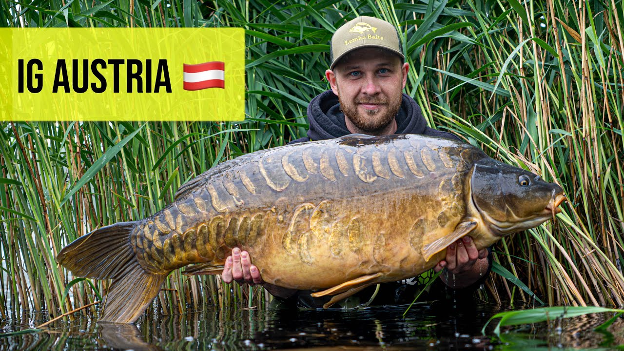 NIE DO WIARY… Karp 35 kg w Austrii!