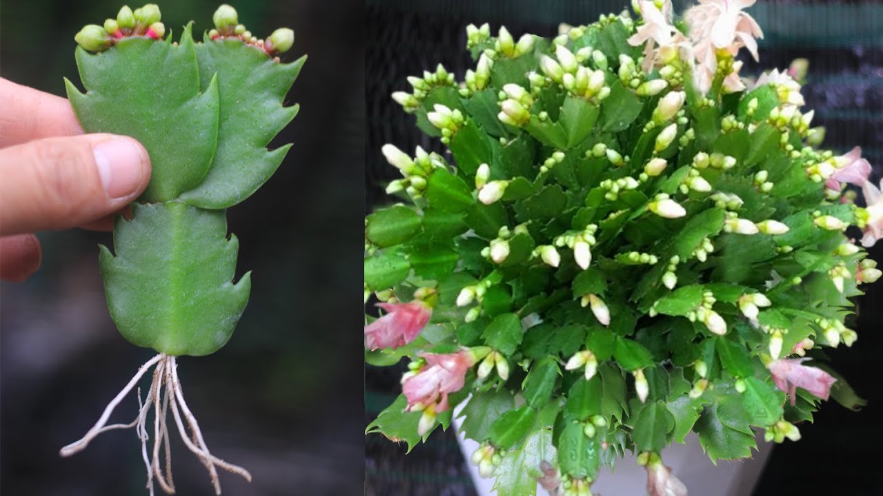 How To Grow a Christmas Cactus Plant Using Toilet Paper