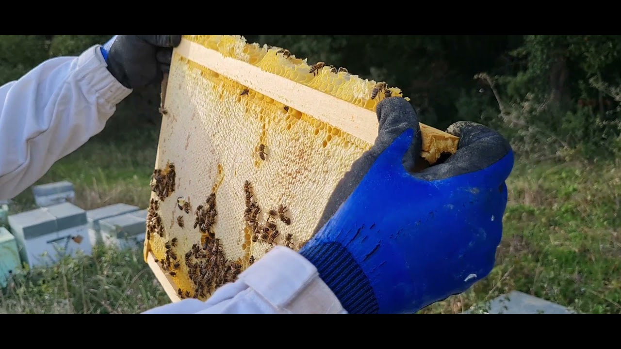 ALBINE VSH . CE ESTE AIA ? E BUNA SAU NU ?