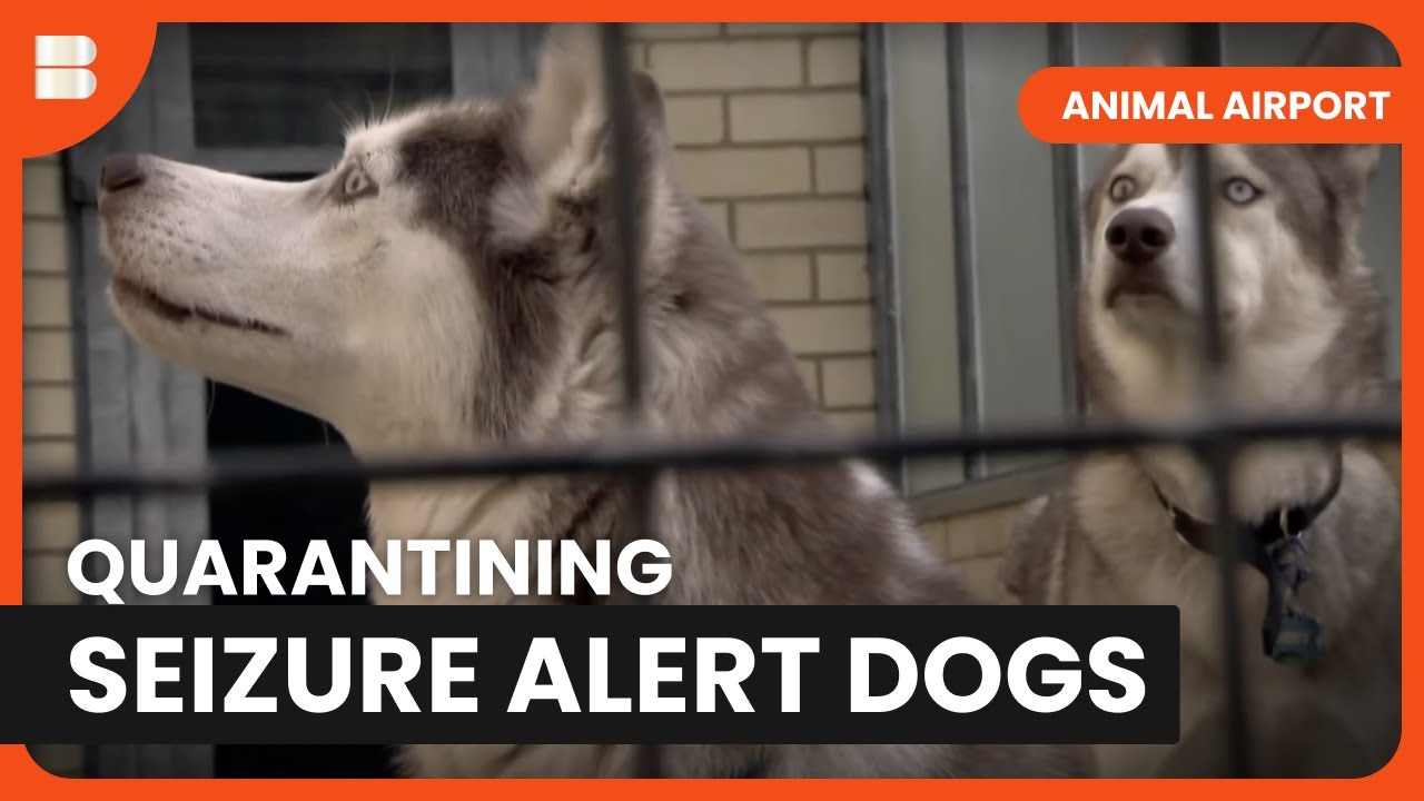 Epileptic Dog Saviour - Animal Airport - S01 EP6 - Animal Documentary