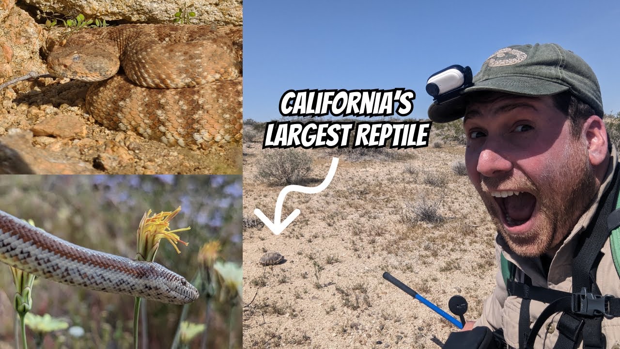 Speckled Rattlesnake, Sidewinders, Desert Snakes, Tortoises, and more | Field Herping California