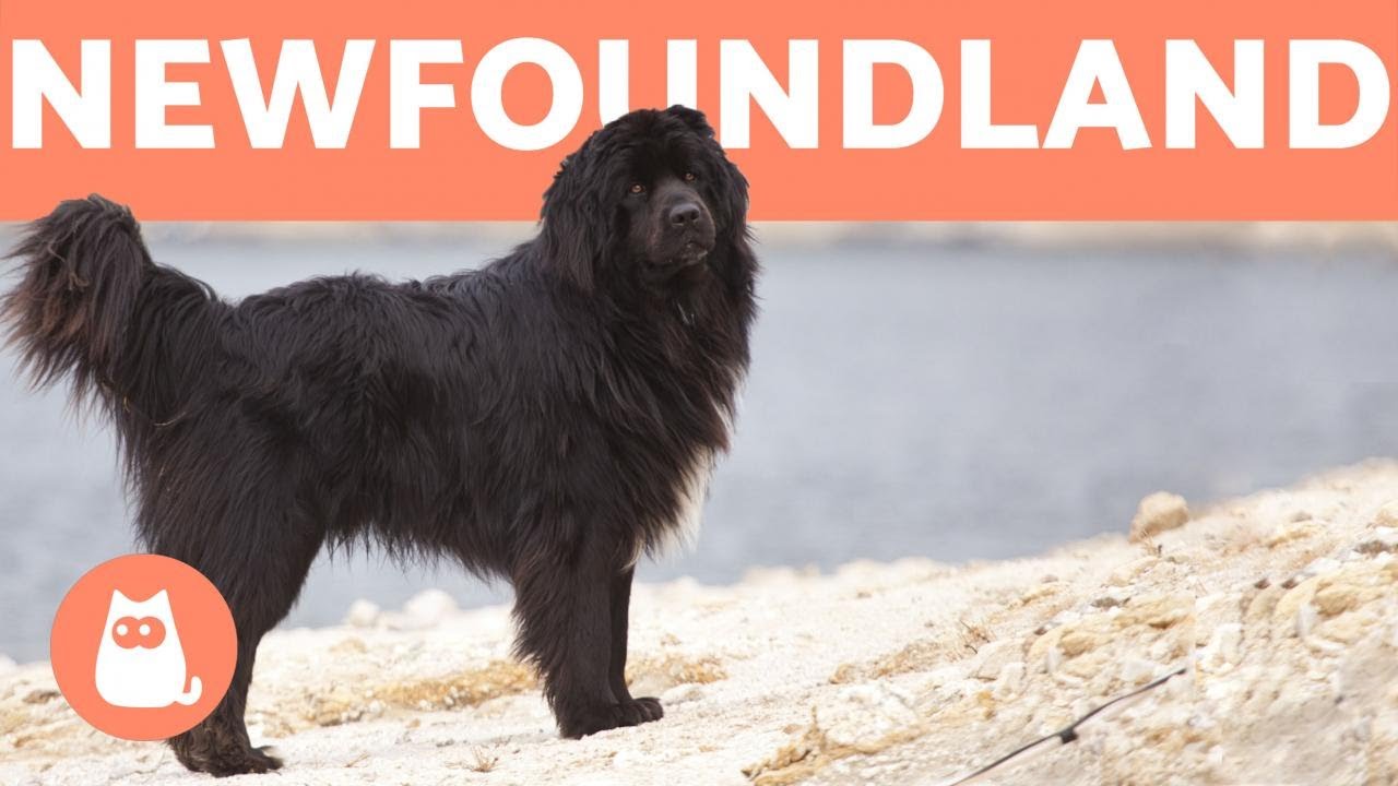 NEWFOUNDLAND DOG - Profile of a Hero Breed