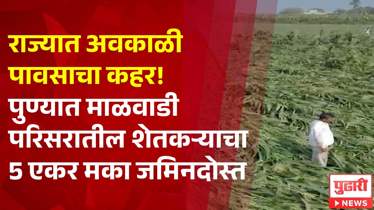 Pudhari News| राज्यात अवकाळी पावसाचा कहर! पुण्यात माळवाडी परिसरातील शेतकऱ्याचा 5 एकर मका जमिनदोस्त