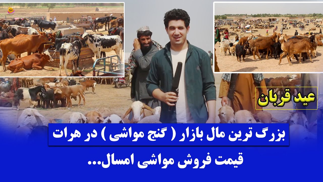 گزارش ویژه از مال بازار هرات | تفاوت قیمت مواشی امسال و سال گذشته