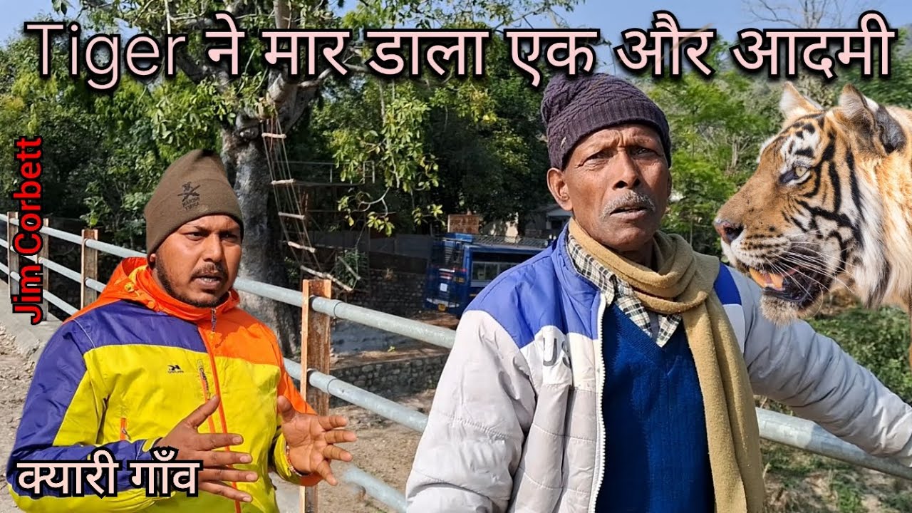 Tiger killed 60year old man | kyari village | jim corbett national park