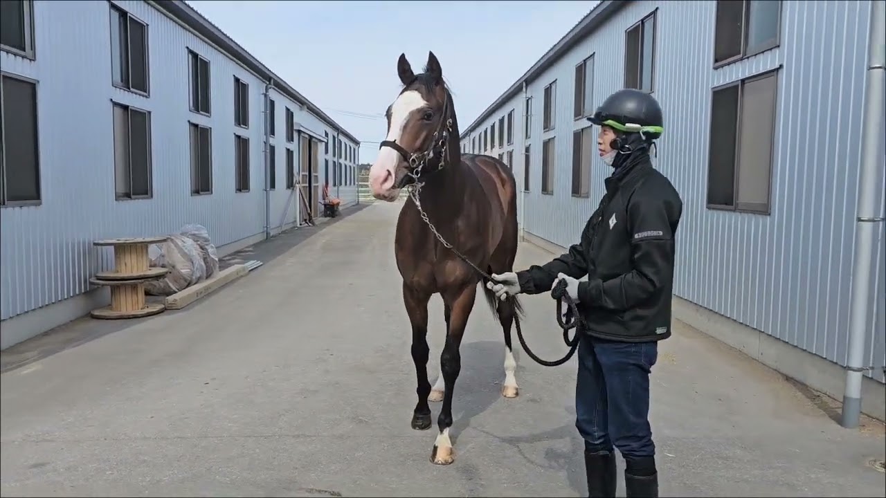 ブエラグランデ（ブエラプーラ2024）260313撮影　ニューエラ在厩