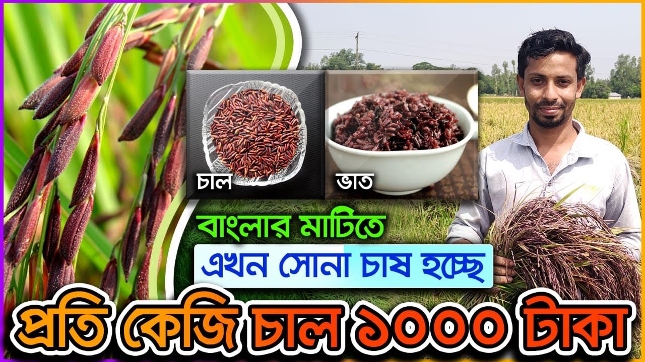 Black Rice বা কালো ধান।বাংলাদেশের মাটিতে বিদেশি ব্লাক রাইস চাষ করে কৃষক কোটিপতি।