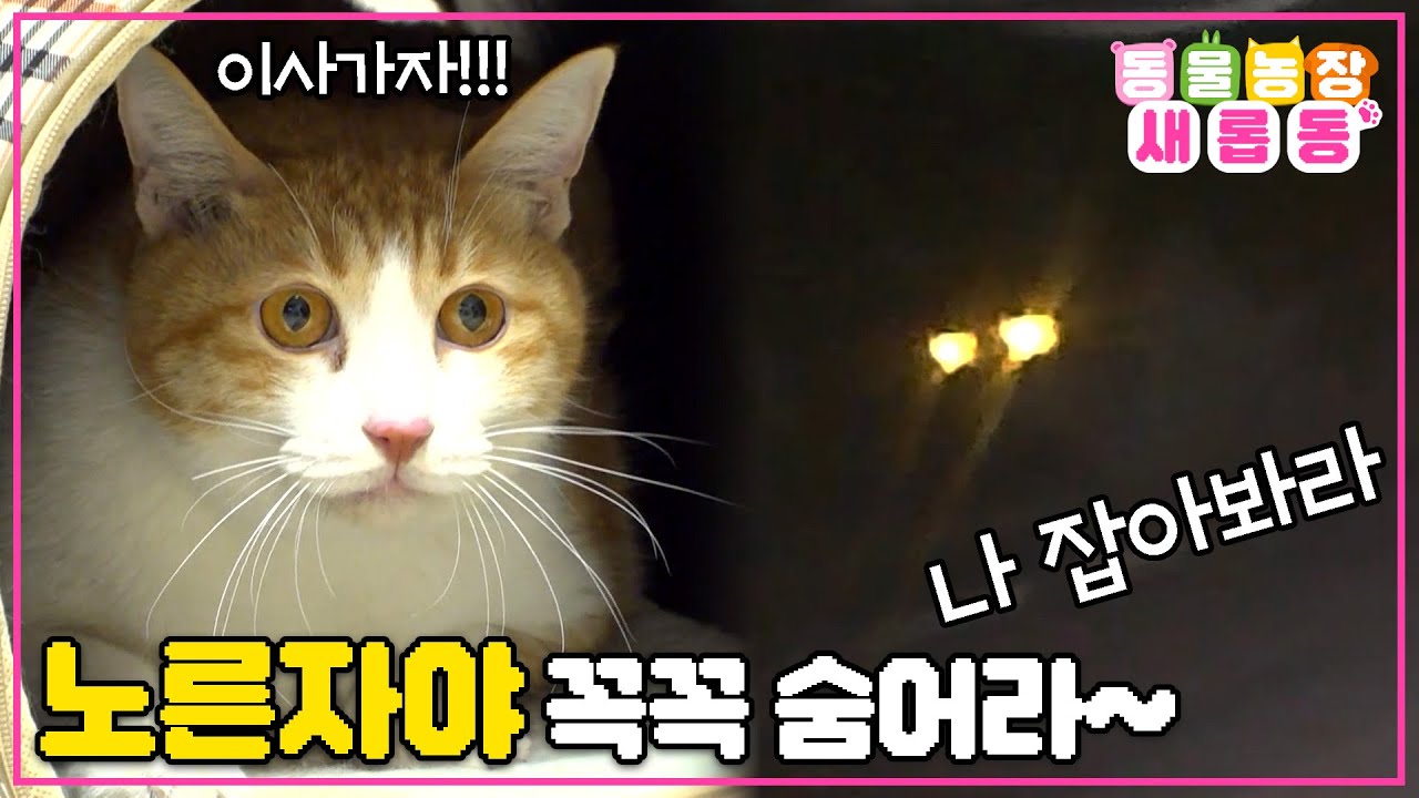 [#새롭동물농장] 있었는데? 아니 없어요🥺 이사 당일 숨어버린 고양이를 찾아라! / EP.1152 #TV동물농장 #AnimalFarm #SBSstory