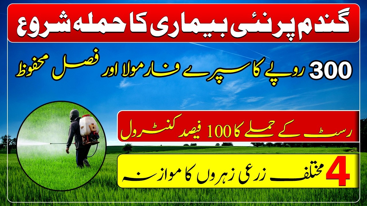 Wheat rust disease & its treatment| how to control wheat fungal diseases|گندم کی فصل پر خطرناک حملہ