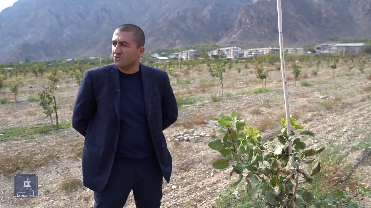 Պիստակի և կիվիի այգիներ Սյունիքի մարզում