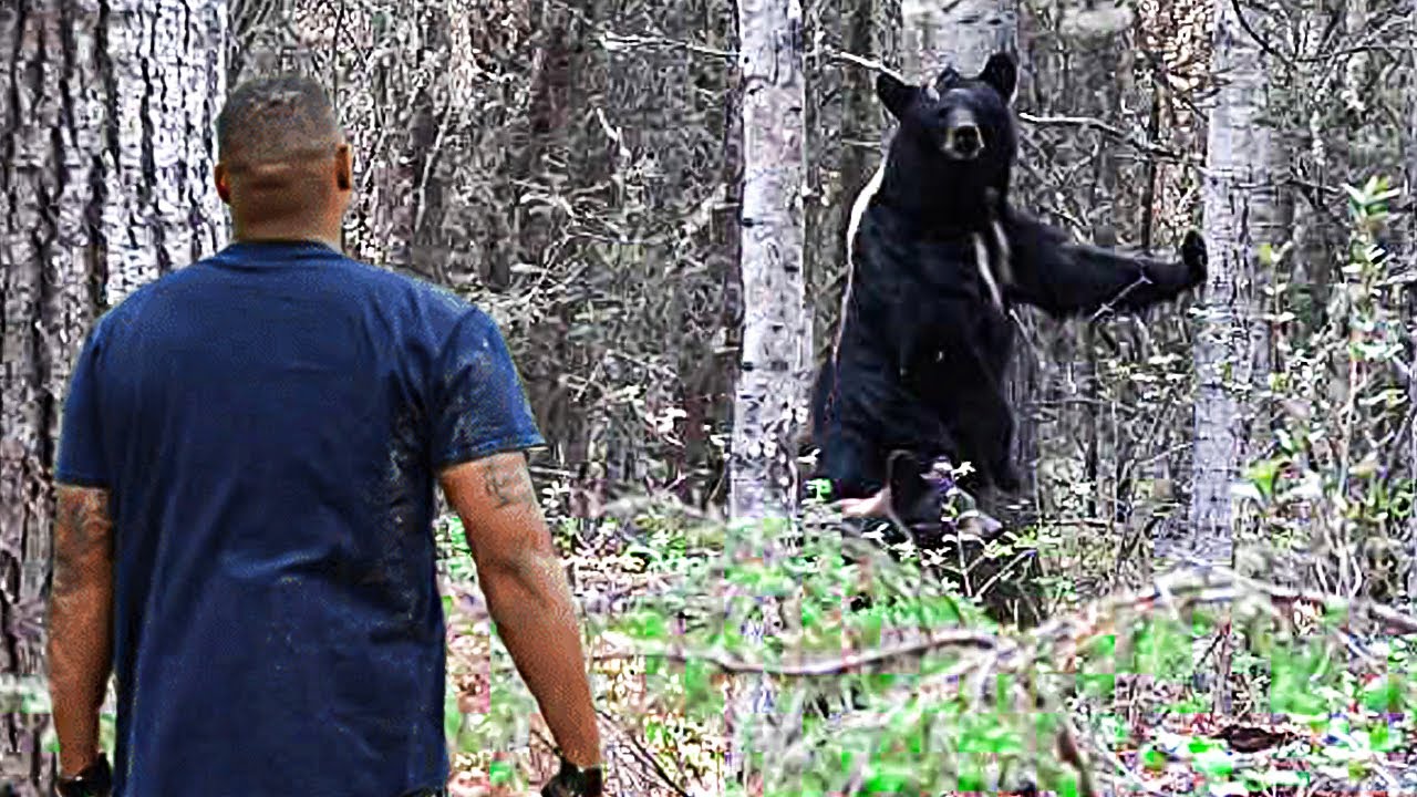 Mother bear asked a hunter for help saving her drowning cub