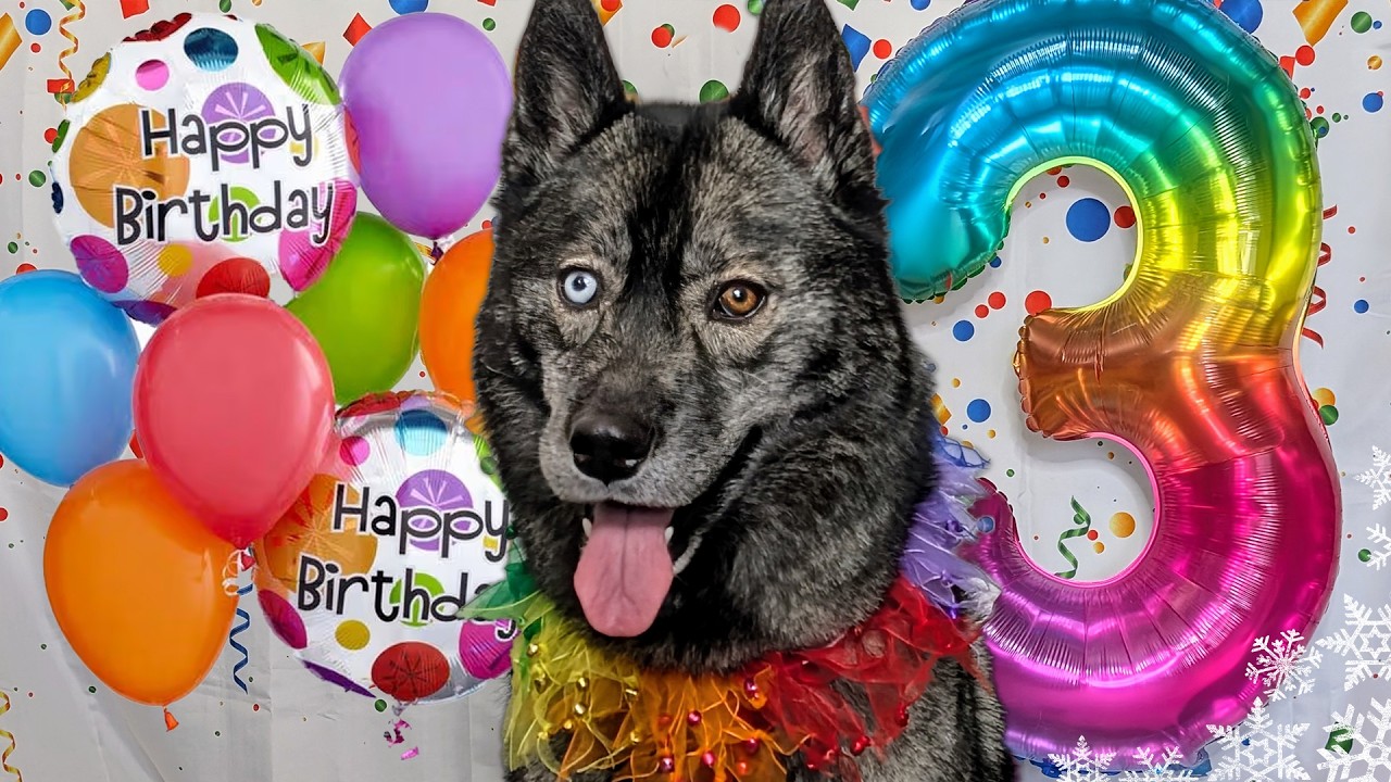 Happy Birthday Eleanor The Husky 🎂 3 Years Old!