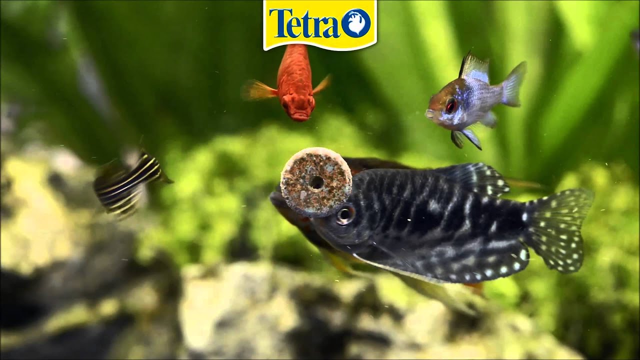 Tetra Fun Tips česk&eacute; titulky | Super zoo