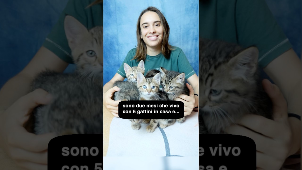 Vivo con 5 gattini in casa! Esperienza unica 🥺 PT.3
