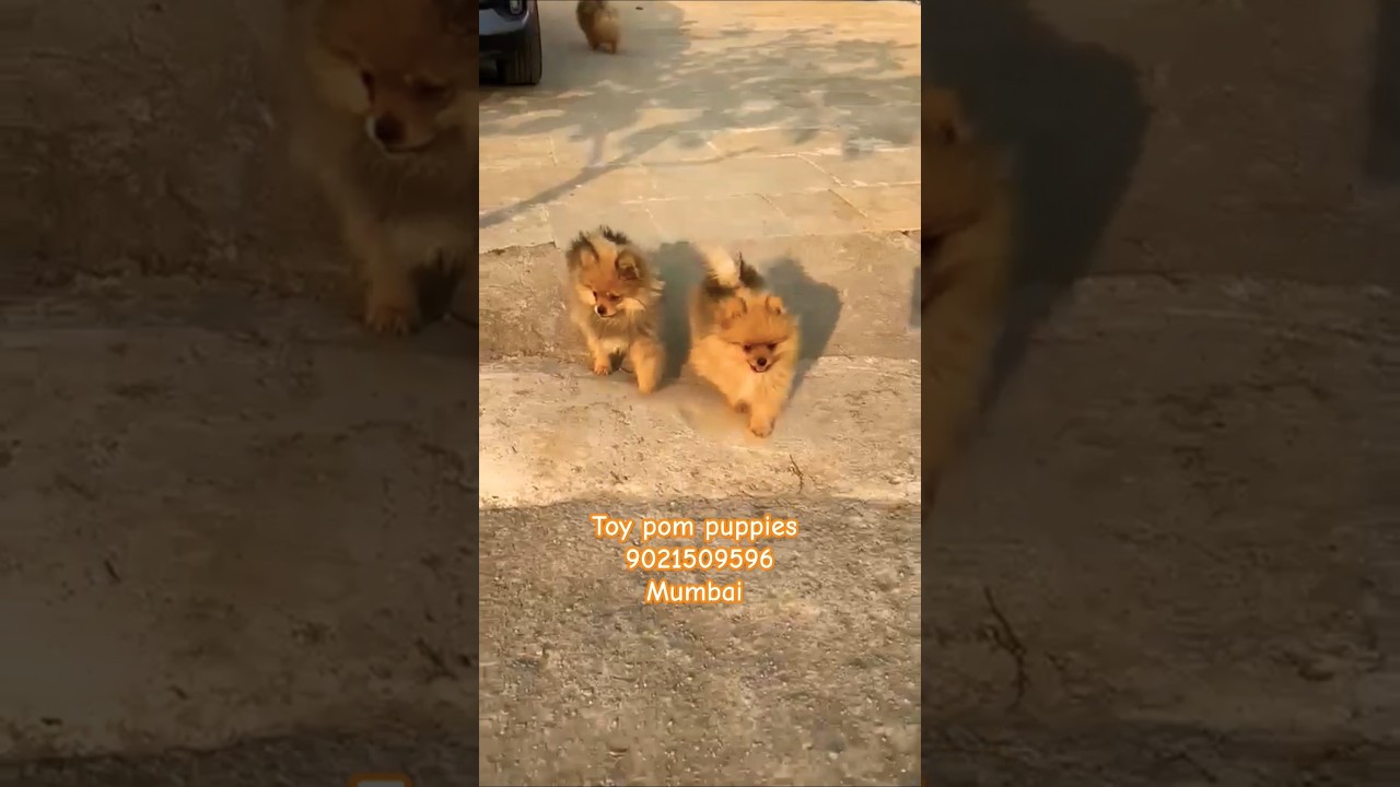 Toy pom puppies for sale in pune mumbai ✨️📍 #toypomeranian #doglover #shorts