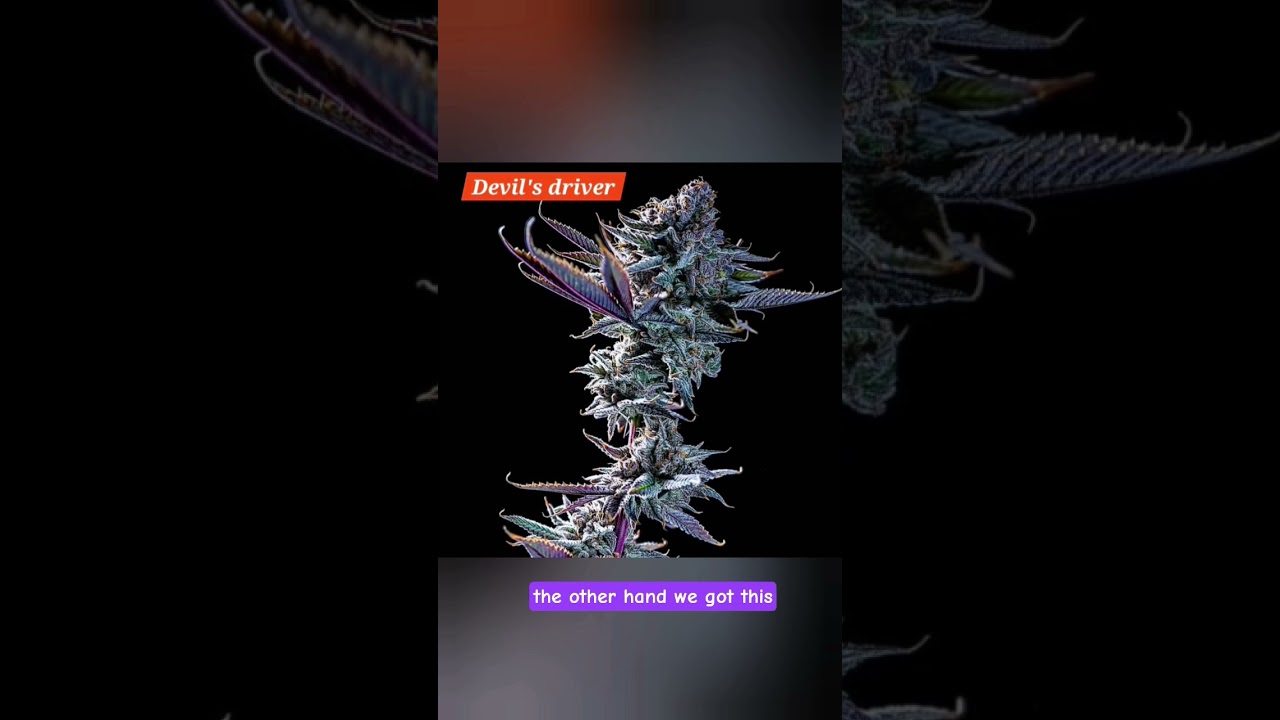 🔥 New episode: Breaking down Dante&rsquo;s Inferno strain 🌋 + Planet of the Grapes strain 🍇! Terps!