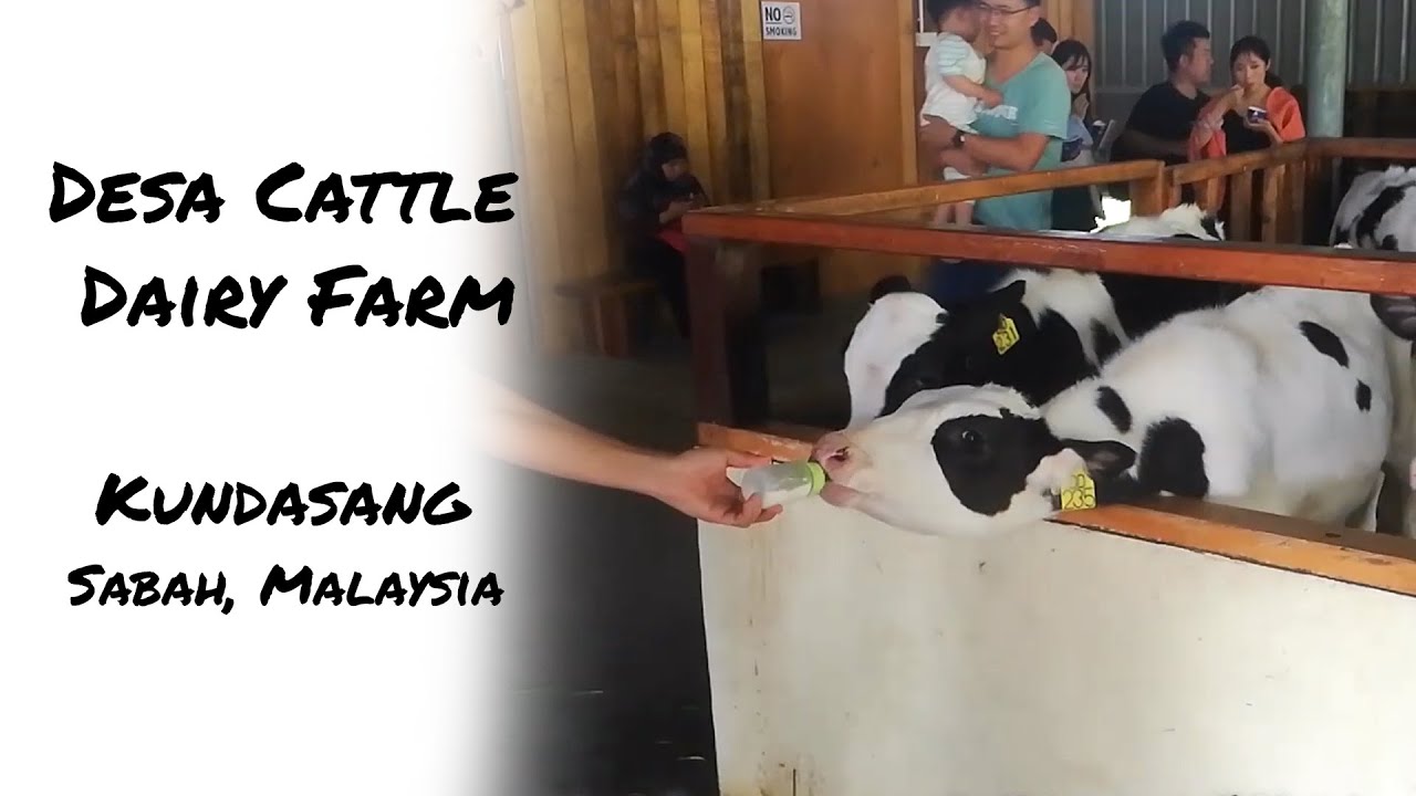 Desa Cattle Dairy Farm Sabah Malaysia | Moazzam Abbas