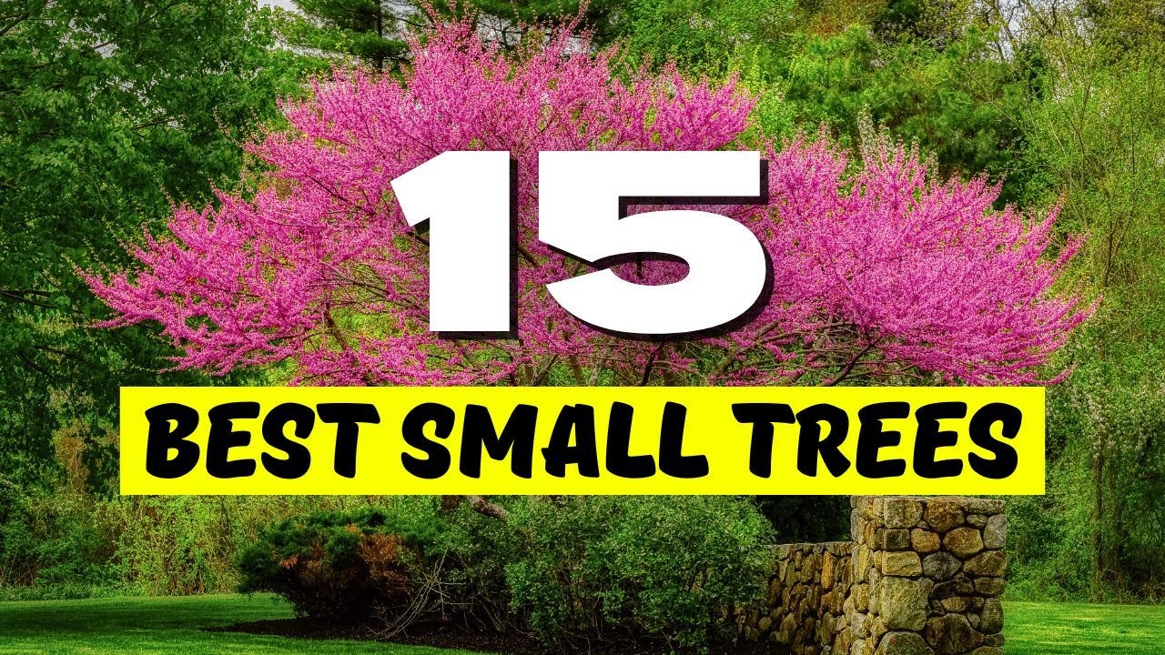 😍 BIG IMPACT! 15 BEST Small Trees for Landscaping!? 💚✨