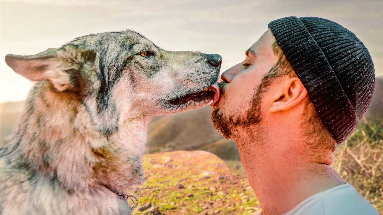Reuniting With The Wolves