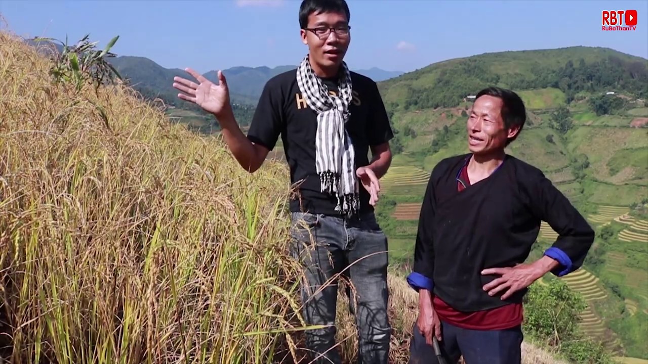 Thu Hoạch Lúa Nương Cùng  A Tú || Loại Lúa Không Cần Nước Của Người Mông