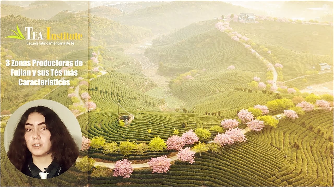 3 Zonas Productoras de Fujian y sus Tés más Característicos