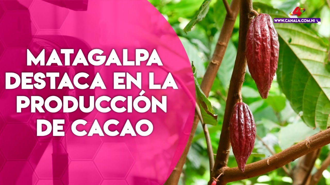 Matagalpa, un departamento que destaca en la producción de cacao